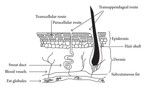 Transdermal routes of absorption of local anaesthetics. | Download Scientific Diagram