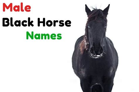 {1000+} » Black Horse Names » Amazing Names For A Black Horse