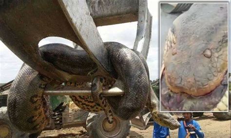 Giant Anaconda Found