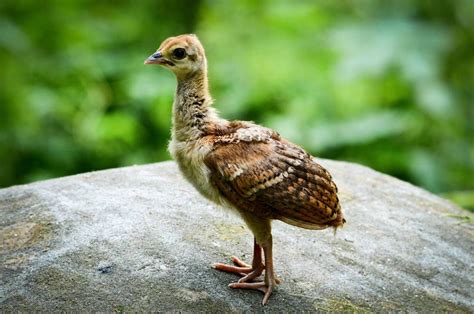 Baby Peacock | Peacock, Cute baby animals, Pet birds