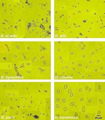 Microscope photos (200x magnification) of conidia of each of six... | Download Scientific Diagram