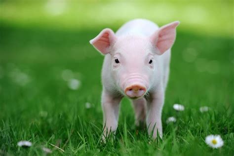 Dippity in Pigs - Essential Oil Vet