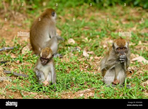 Funny Monkey eating Stock Photo - Alamy