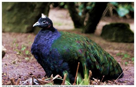 7 Information to Get to Know Congo Peafowl and Maintain Its Existence