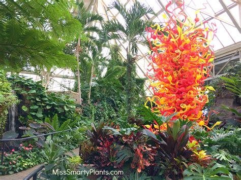 Orchids at Franklin Park Conservatory - Miss Smarty Plants