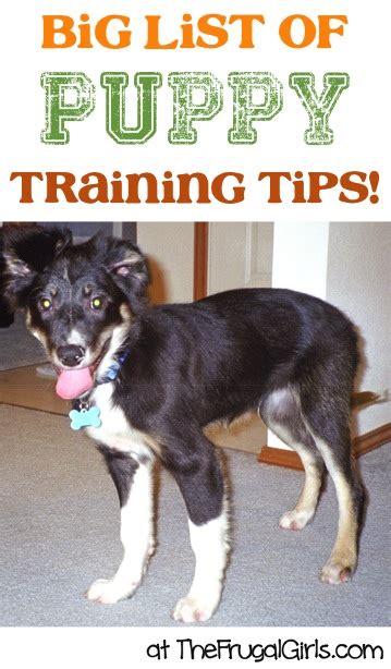 15 Puppy Training Tips! {Easy Tricks to Train your Puppy FAST!} - The Frugal Girls