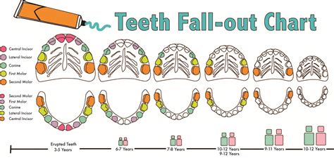 When Do Baby Teeth Fall Out Diagram | amulette