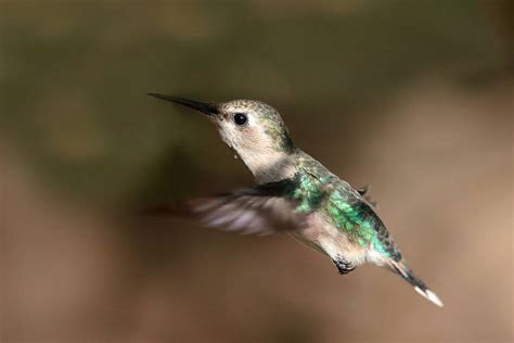 World's Smallest Bird Lays Its Eggs in a Nest the Size of a Quarter