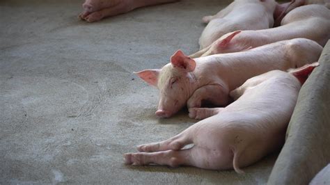 Pig Farming Stock Video Footage for Free Download