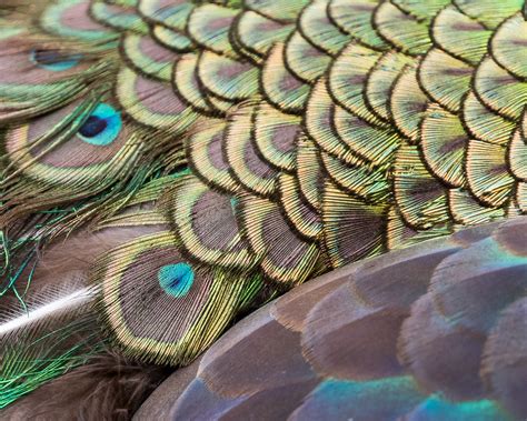 Peafowl Feathers | Todd Dixon | Flickr