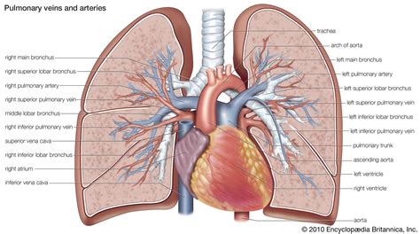 Bronchial And Pulmonary Artery