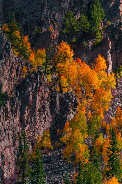 Aspen Trees Fall Colors stock photo. Image of alpine - 63575552