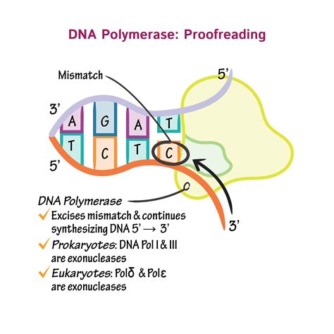 Dna Polymerase Diagram