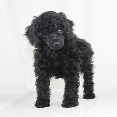 Black Poodles & Black Poodle Puppies For Sale