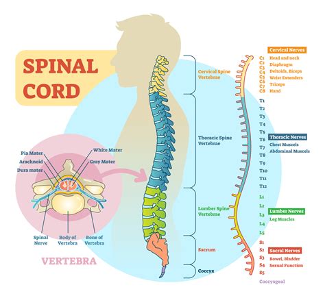 Spinal Nerve Chart Anatomy