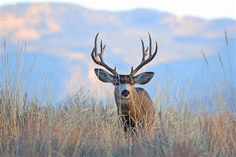 Mule Deer | Wild Aware Utah