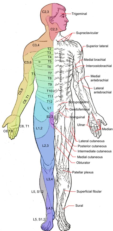 Spinal Nerves – Boundless Anatomy and Physiology