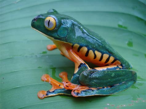 Veragua Rainforest offers educational programs in Costa Rica