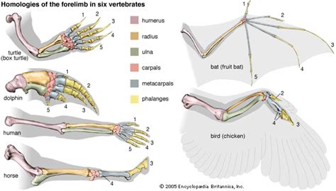 Whale Skeleton Diagram