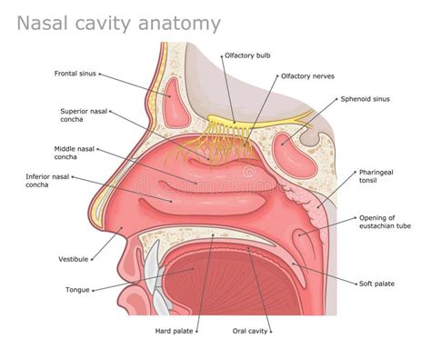 Nasal cavity diagram stock vector. Illustration of olfactory - 241094606