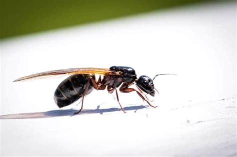 Flying Ants Infestation? You Need to Read This