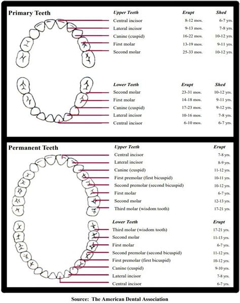 Tooth Eruption Chart and Timeline | Fortson Dentistry