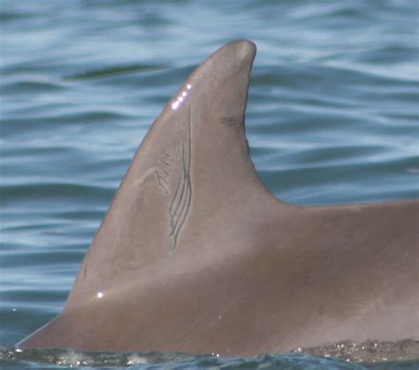 1,000 Photos of Dolphin Fins