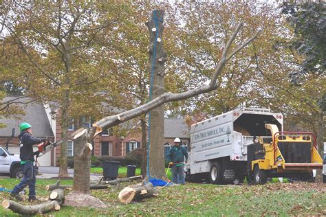 Know the Signs: Do You Need a Tree Removal Company? - Ed's Tree Service