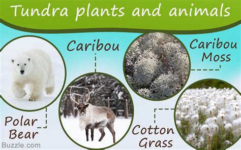 Tundra biome animals and plants adaptations home screen wallpaper | Zoo Animals