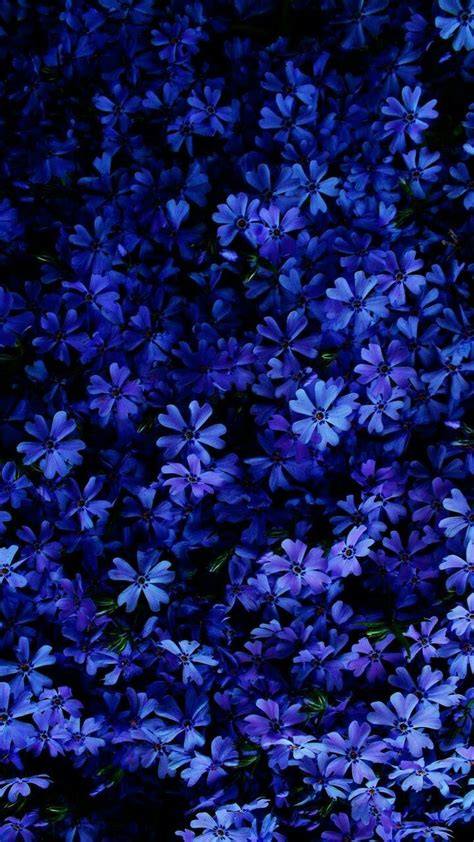 🔥 [30+] 4k Blue Flowers Wallpapers | WallpaperSafari