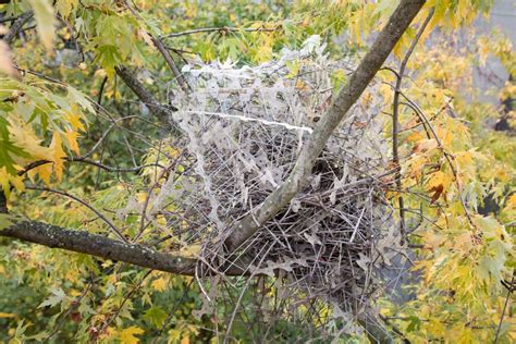 Birds are using anti-bird spikes to make their nests | New Scientist