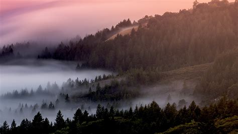 Forest Wallpaper 4K, Foggy, Mist, Pine trees