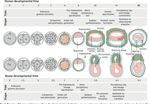 Human Embryo Development Stages