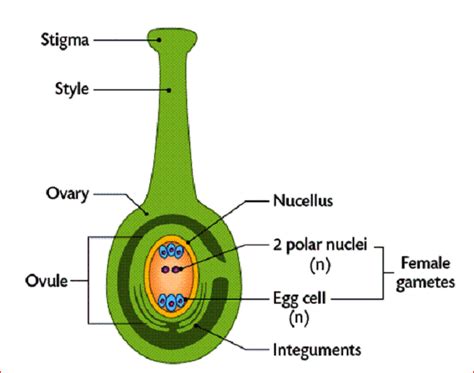 The Pistil, Megasporangium and Embryo sac Diagram | Quizlet