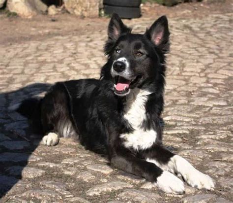 Everything You Need to Know about the Border Collie Husky Mix - PetDT