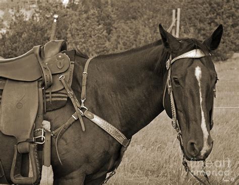 Trick riding saddle Photograph by Bonae VonHeeder | Fine Art America