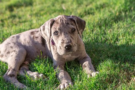 The Great Dane Feeding Chart: How To Feed Your Pup