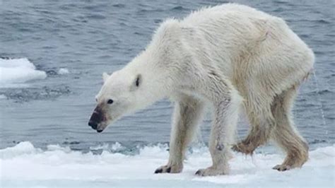 Emaciated polar bear, what's to blame? - CNN Video