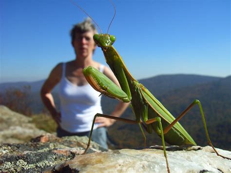 Search: mantis | Flickr