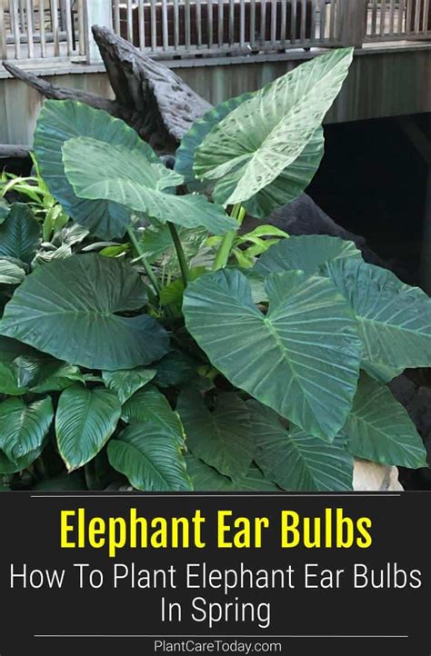 How To Plant Elephant Ear Bulbs In Spring