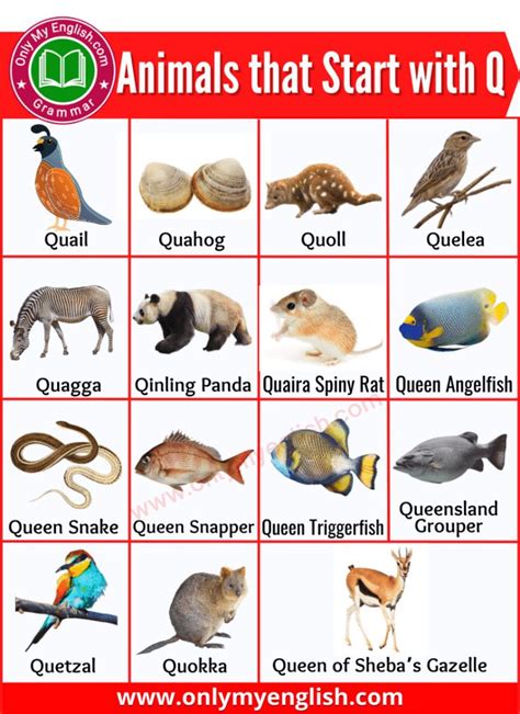 20 Animals that Start with Q | Animals beginning with Q in 2022 | Animal facts, Animals, Quoll