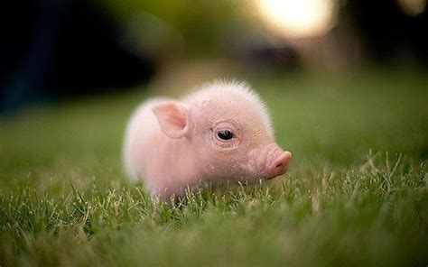 Baby Pigs Wallpapers - Wallpaper Cave