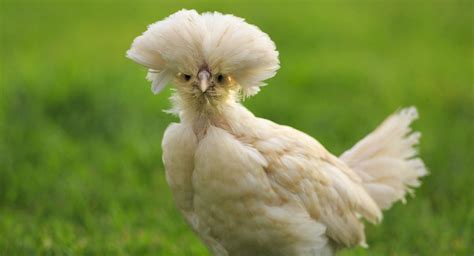 Chicken Breeds – Your Guide to the Best Pet Chickens