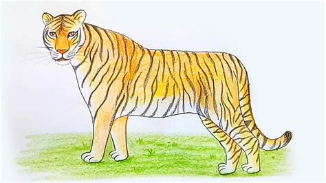 How to draw a tiger - step by step drawing