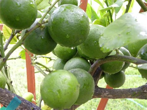 Diane's Texas Garden: Lemon Tree Fungus