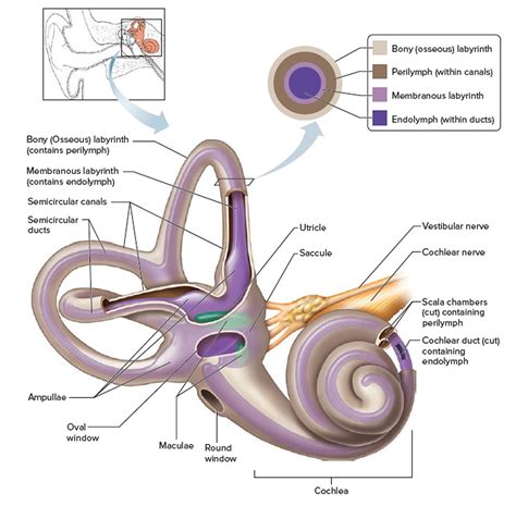 Human Ear Anatomy - Parts of Ear Structure, Diagram and Ear Problems