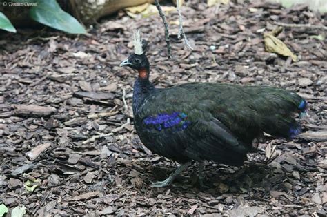 Congo Peafowl (Afropavo congensis) | Peafowl, Bird, Pet birds