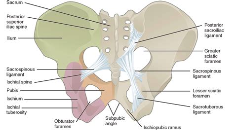 Pelvic Floor Pain After Running Pregnant | Review Home Co