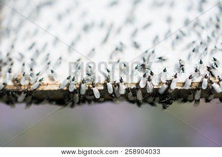 Swarm Flying Ants Image & Photo (Free Trial) | Bigstock