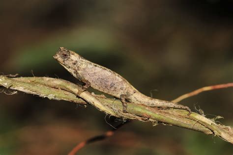 Newly described chameleon from Madagascar may be world’s smallest reptile